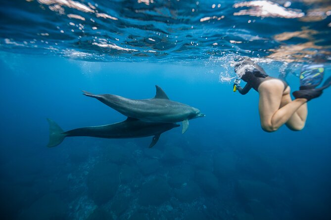 Swim With Dolphins & Turtles in West Oahu (Semi-Private Tours) - Quick Take: What Makes This Semi-Private Tour Work