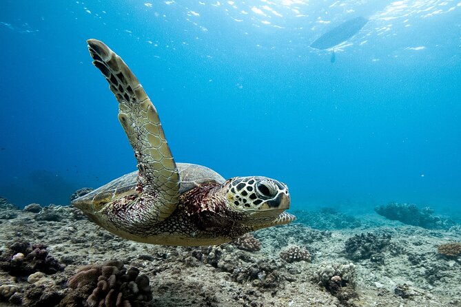 Swim With Dolphins & Turtles in West Oahu (Semi-Private Tours) - Waianae Is the Launchpad for Dolphins and Turtles