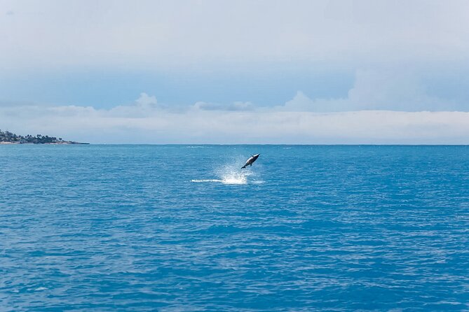 Swim With Dolphins & Turtles in West Oahu (Semi-Private Tours) - Snorkeling Gear and Safety: What You Get, What You Should Bring