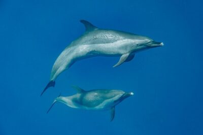 Swim With Dolphins & Turtles in West Oahu (Semi-Private Tours) - What You Do on the 3-Hour Ocean Safari (and How It Usually Plays Out)