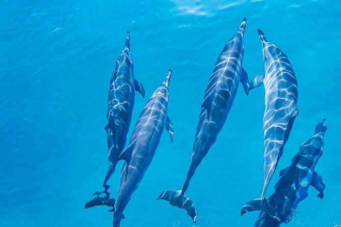 Swim With Dolphins & Turtles in West Oahu (Semi-Private Tours) - The Best Parts People Keep Praising