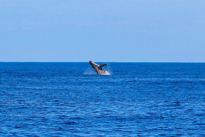 Swim With Dolphins & Turtles in West Oahu (Semi-Private Tours) - Possible Downsides to Know Before You Book