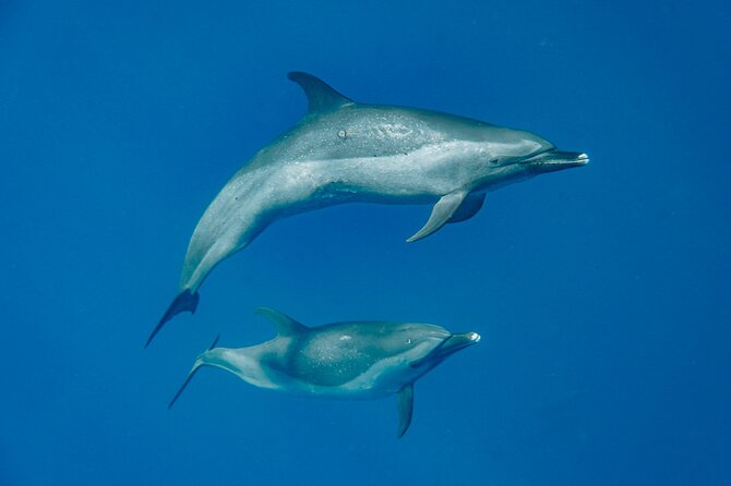 Swim With Dolphins & Turtles in West Oahu (Semi-Private Tours) - What You Do on the 3-Hour Ocean Safari (and How It Usually Plays Out)
