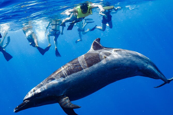 Swimming with Wild Dolphins Speedboat Adventure on Oahu - Key Highlights You’ll Care About