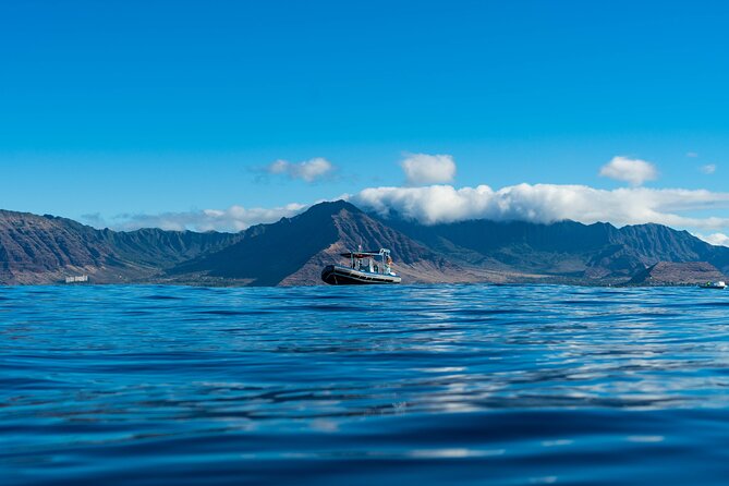 Swimming with Wild Dolphins Speedboat Adventure on Oahu - Why This Dolphin Speedboat Feels More Like Nature Than a Show