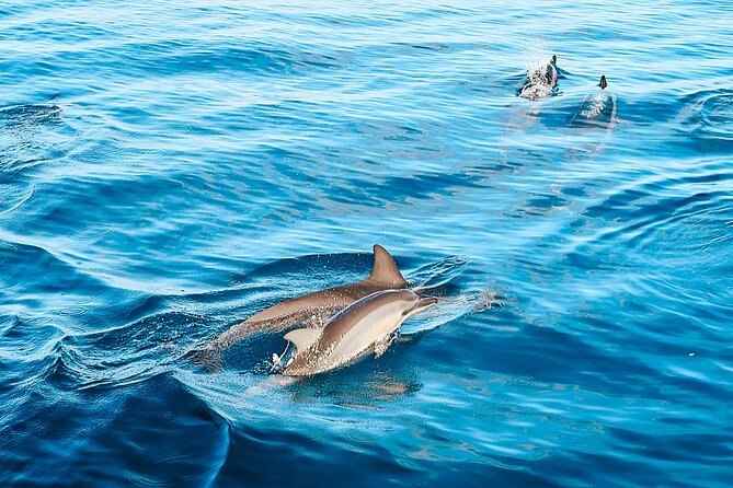 Swimming with Wild Dolphins Speedboat Adventure on Oahu - The Waianae Dolphin Stop: High-Speed Zodiac and Real Swim Time