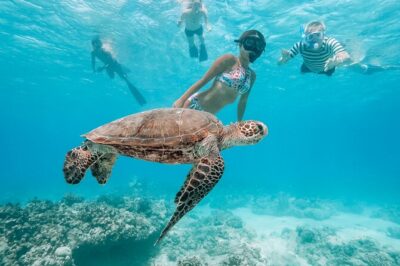 Swimming with Wild Dolphins Speedboat Adventure on Oahu - What $199 Really Covers (And Where the Value Shows Up)