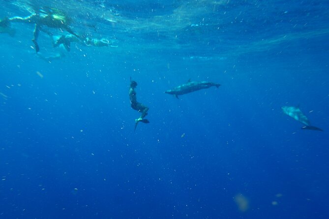 Swimming with Wild Dolphins Speedboat Adventure on Oahu - Makaha Mid-Adventure: Lunch Onboard Keeps the Day From Sliding