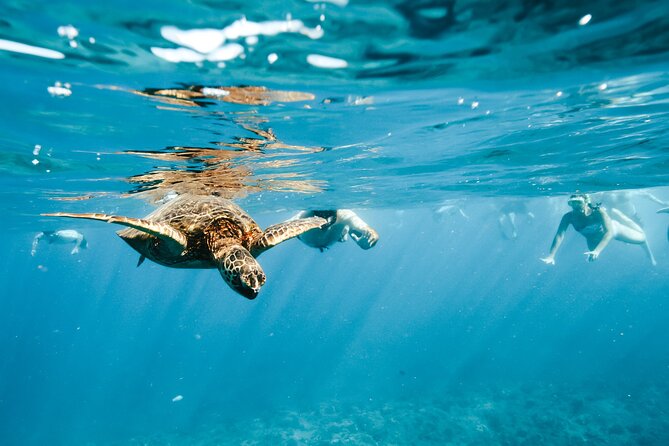 Swimming with Wild Dolphins Speedboat Adventure on Oahu - West Oahu Coast Views Plus Snorkel Time With Sea Turtles