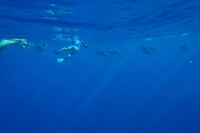 Swimming with Wild Dolphins Speedboat Adventure on Oahu - Photos and Cameras: The Optional Package That Can Be Worth It