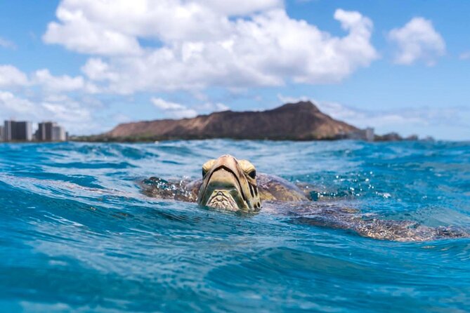 Turtle Canyon Snorkel Adventure - Small Group 6 Passengers - Price check: what $105 buys you on this 6-person tour