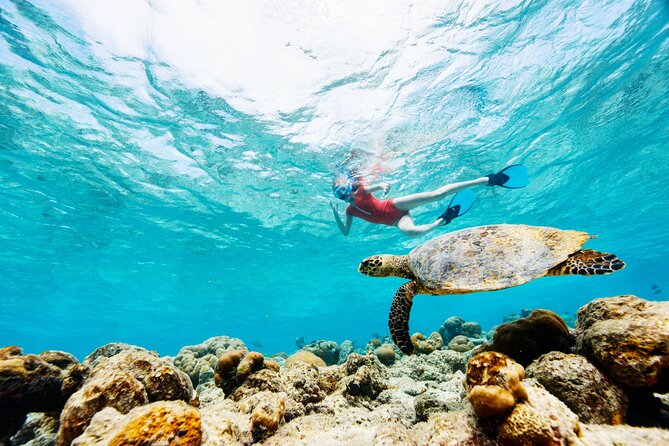 Turtle Canyon Snorkel Adventure - Small Group 6 Passengers - Who should book this Turtle Canyon snorkel (and who might not)