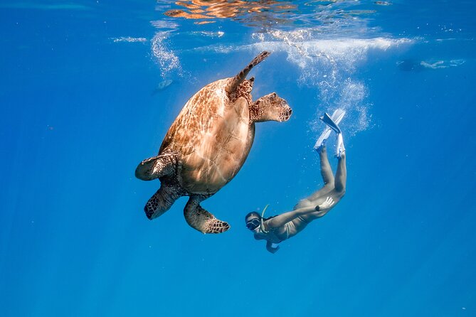 Turtle Canyon Snorkel: Semi Private Boat Tour - Key takeaways before you go