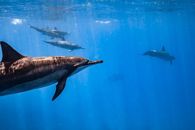 Turtle Canyon Snorkel: Semi Private Boat Tour - Turtle Canyon Snorkel Time: Where Sea Turtles Live (and How to Find Them)