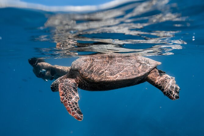Turtle Canyon Snorkel: Semi Private Boat Tour - Price and Value: Is $109 Worth It?