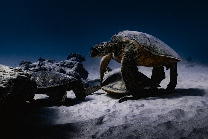Turtle Canyon Snorkel Tour - Semi-private: 6 passenger max - The Optional Photo and Video Add-On (And How to Think About It)