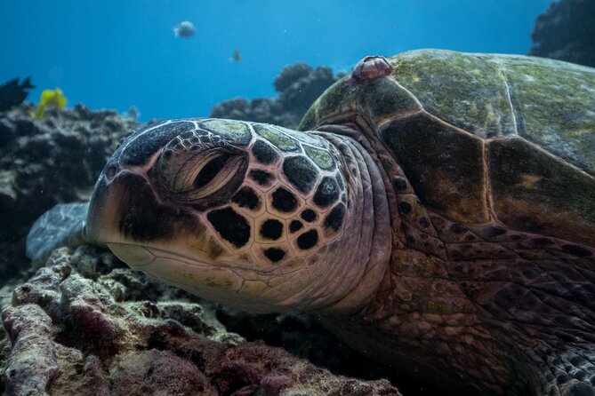 Turtle Canyon Waikiki Snorkel Adventure - The 10:30 am rhythm: how the ~3-hour plan usually feels
