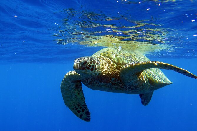 Turtle Canyon Waikiki Snorkel Adventure - Marine life hits: turtles first, then sharks, rays, and friends