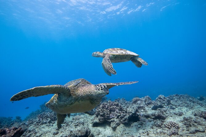 Turtle Canyon Waikiki Snorkel Adventure - Crowds, boat type, and the mixed scuba reality