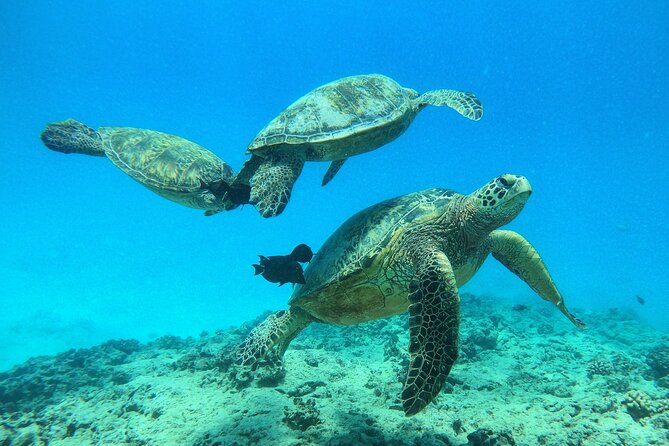 Turtle Canyon Waikiki Snorkel Adventure - Should you book this Turtle Canyon snorkeling adventure?