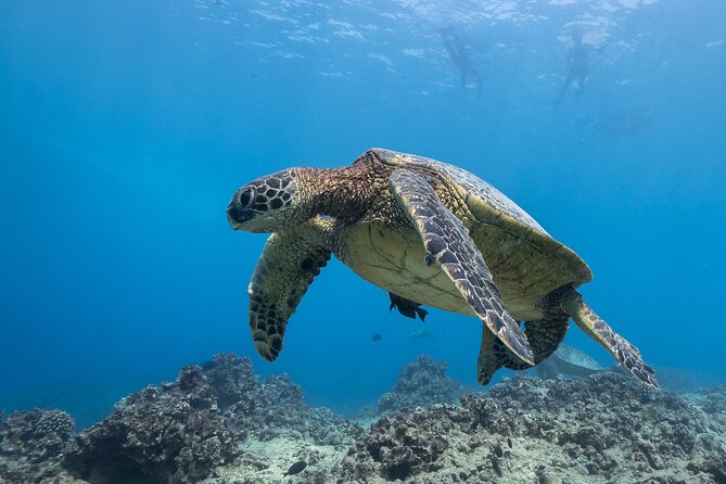 Turtle Canyon Waikiki Snorkel Adventure - FAQ