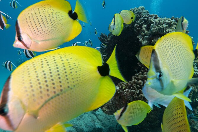 Turtle Canyon Waikiki Snorkel Adventure - Gear and wetsuits: the included comfort that actually changes your day
