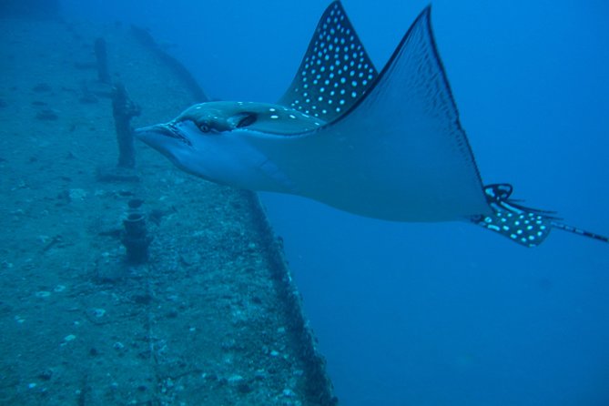 Waikiki 2 Tank World Class Wreck SCUBA Diving - Certified Only - Boat-Trip Group Size and Why It Feels Manageable