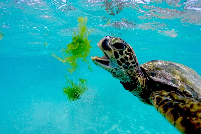 Waikiki Catamaran Snorkel Sail with Lunch: Turtles Guaranteed - How long it really takes: 2 vs 3 hours is mostly about how the day runs