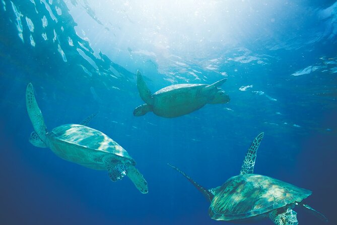 Waikiki Catamaran Snorkel Sail with Lunch: Turtles Guaranteed - Who should book this turtle cruise, and who might want a different plan