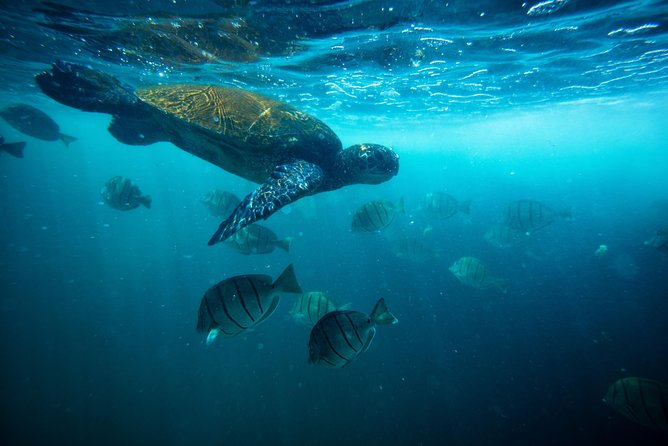 Waikiki Catamaran Snorkel Sail with Lunch: Turtles Guaranteed - Getting in the water: safety briefings and gear that actually helps