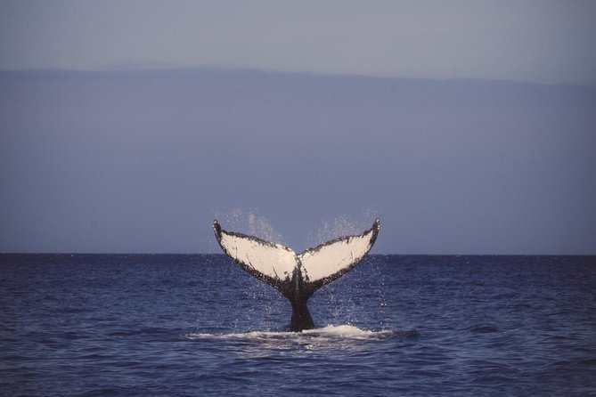Waikiki Deluxe Catamaran Whale Watch - Getting to Kewalo Basin: The Part That Can Save Your Trip