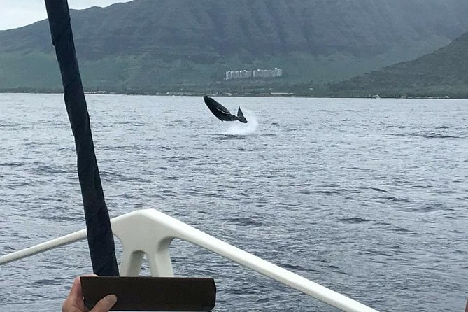 Waikiki Deluxe Catamaran Whale Watch - Two Hours of Searching: How the Cruise Typically Plays Out