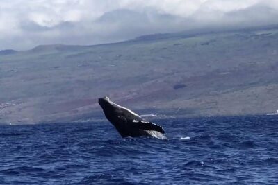 Waikiki Deluxe Catamaran Whale Watch - The Catamaran Experience: Seating, Stability, and Comfort