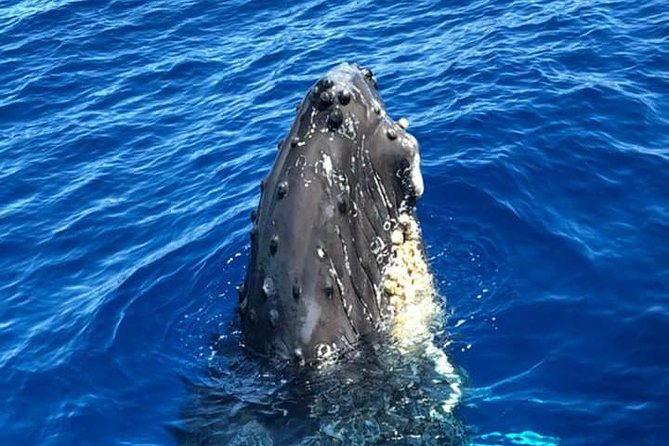 Waikiki Deluxe Catamaran Whale Watch - Stop 1: Kewalo Basin Before the Hunt