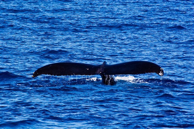 Waikiki Deluxe Catamaran Whale Watch - Stop 2: Waikiki Waters and the Best Spotting Zones