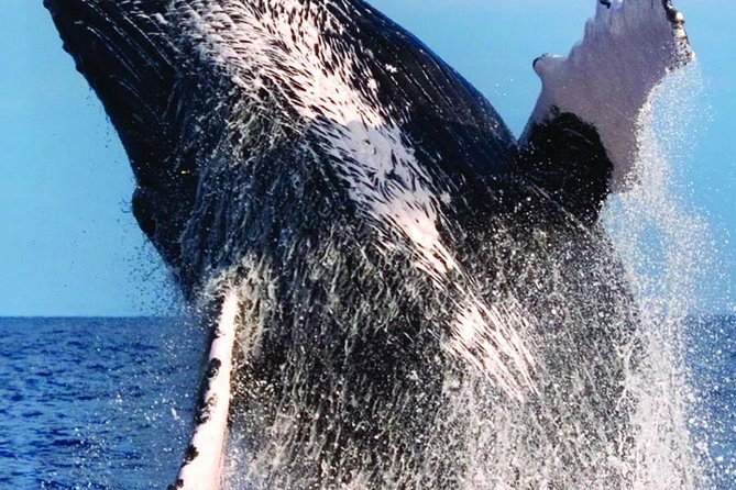 Waikiki Deluxe Catamaran Whale Watch - The Crew Makes or Breaks the Trip