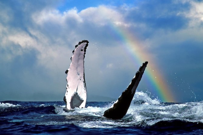 Waikiki Deluxe Catamaran Whale Watch - The Real Value of $89: What You’re Paying For