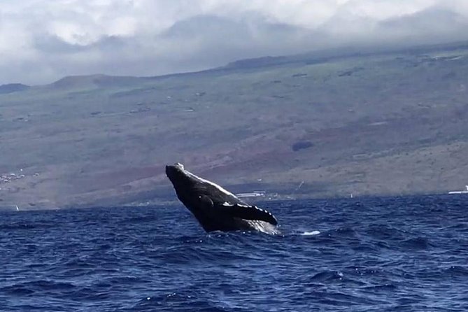 Waikiki Deluxe Catamaran Whale Watch - The Catamaran Experience: Seating, Stability, and Comfort