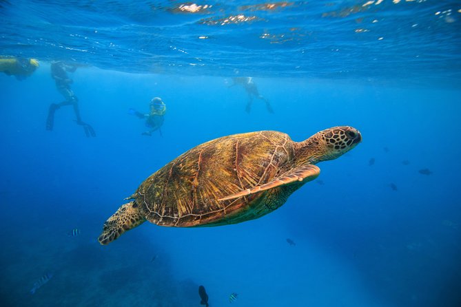 Waikiki, Hawaii: Turtle Canyon Snorkel Excursion - Key highlights worth your attention
