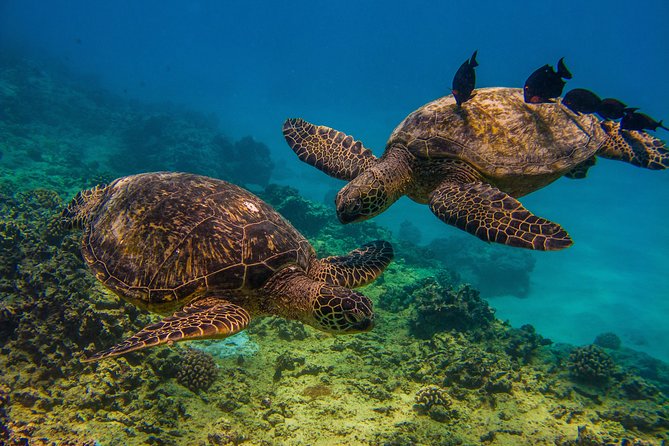 Waikiki, Hawaii: Turtle Canyon Snorkel Excursion - Turtle Canyon Snorkel: why this works so well from Waikiki