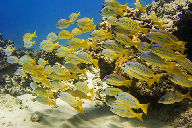 Waikiki, Hawaii: Turtle Canyon Snorkel Excursion - Price and value: is $79.21 a fair deal?