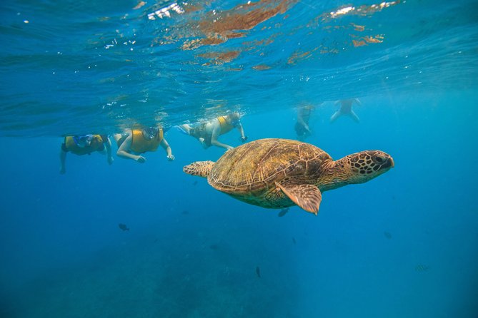 Waikiki, Hawaii: Turtle Canyon Snorkel Excursion - Who should book this Turtle Canyon snorkel?