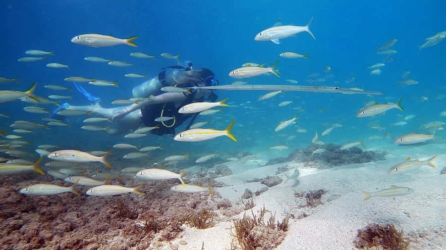 Waikiki: Honolulu Beginner Scuba Diving with Videos - The 1.25–1.5 hour flow: briefing, waist-deep practice, then guided underwater time
