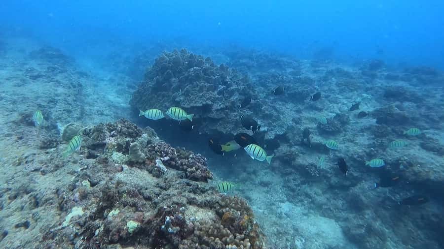 Waikiki: Honolulu Beginner Scuba Diving with Videos - What you’ll see under the water: fish, marine life, and why clarity changes everything