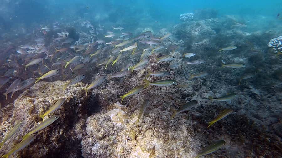 Waikiki: Honolulu Beginner Scuba Diving with Videos - Tips to get the best experience in your first session