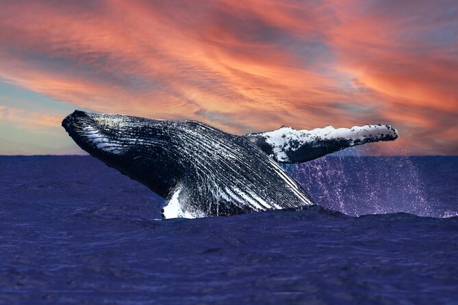 Waikiki, Oahu 2-Hour Whale Watching: Guaranteed Sightings - Winter humpbacks off Waikiki: why this season matters