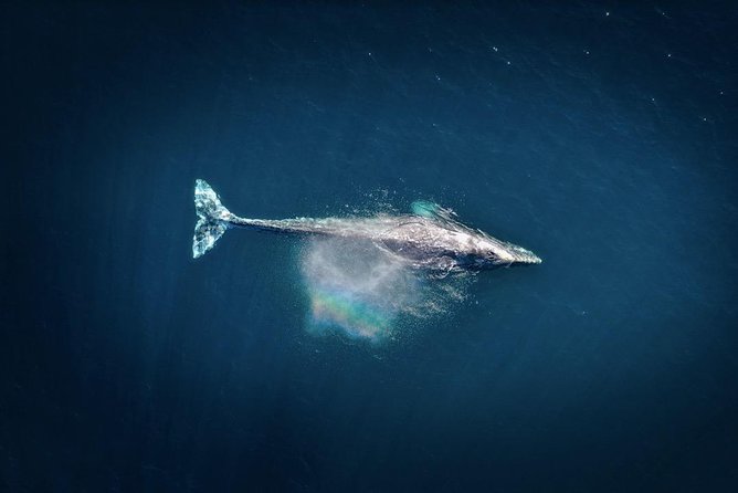 Waikiki, Oahu 2-Hour Whale Watching: Guaranteed Sightings - Crew personality and tracking: what you’ll learn while waiting