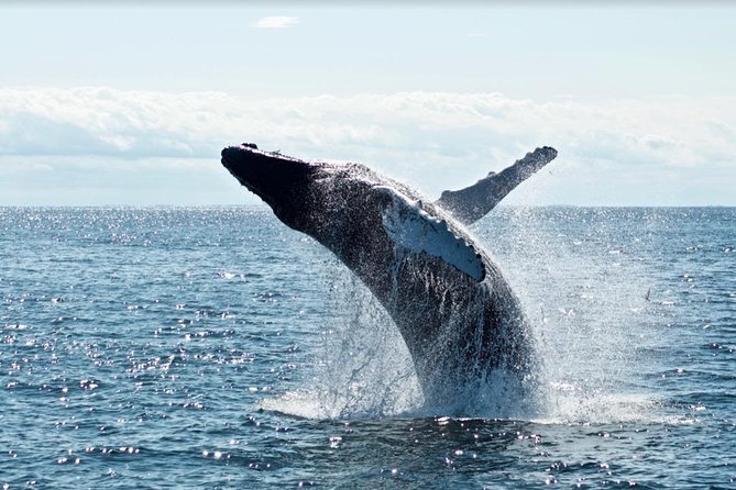 Waikiki, Oahu 2-Hour Whale Watching: Guaranteed Sightings - Price and value: is $45.31 a good deal for a 2-hour cruise?