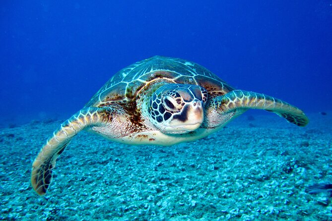 Waikiki: Turtle Canyon Snorkel - Turtle Canyon from Waikiki: what you’re really paying for