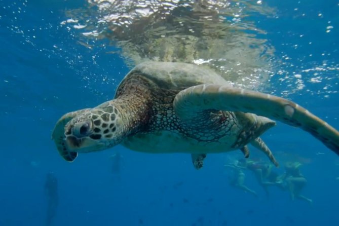 Waikiki: Turtle Canyon Snorkel - The Turtle Canyon snorkel window: 10–15 minutes out, 30–45 minutes in